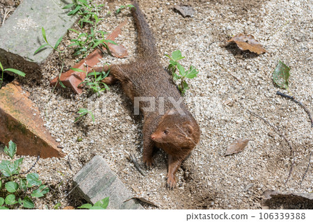 Kobito Mongoose Tennoji Zoo Kobito Mongoose Tennoji Zoo 106339388