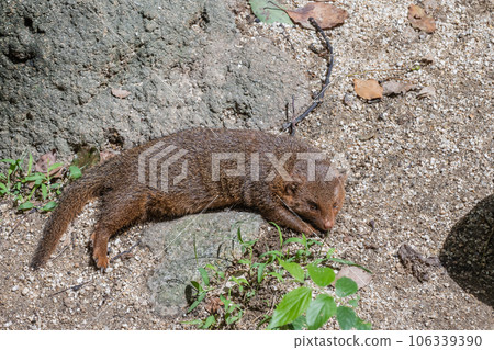 Kobito Mongoose Tennoji動物園 Kobito Mongoose Tennoji動物園 106339390