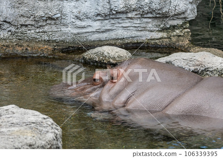 河馬天王寺動物園 106339395