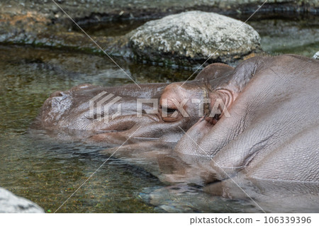 河馬天王寺動物園 106339396