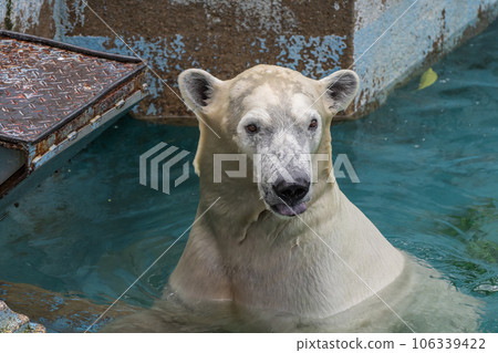 天王寺動物園泳池裡的北極熊 106339422
