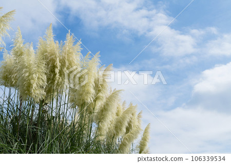 Panpasugurasu 106339534