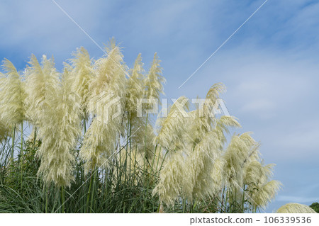 Panpasugurasu 106339536