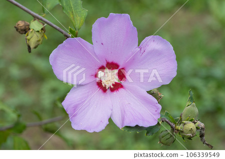 Mukugawa no Hana 106339549