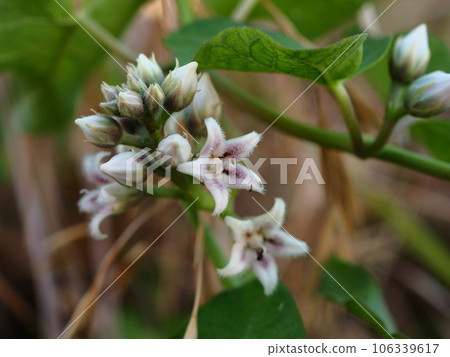 盛夏荒川河床上盛開的白花黃芪 106339617