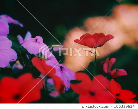 紅鳳仙花 紅鳳仙花 106339624