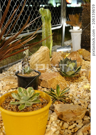 美國房屋乾燥花園 美國房屋乾燥花園 106339659