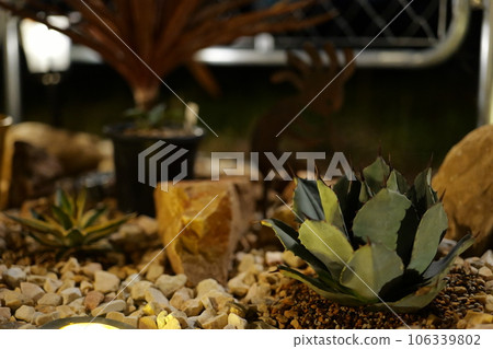 美國房屋乾燥花園 美國房屋乾燥花園 106339802