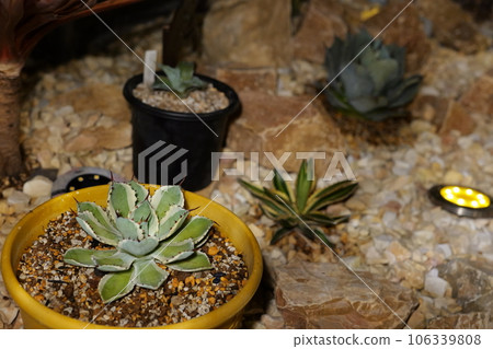 美國房屋乾燥花園 美國房屋乾燥花園 106339808