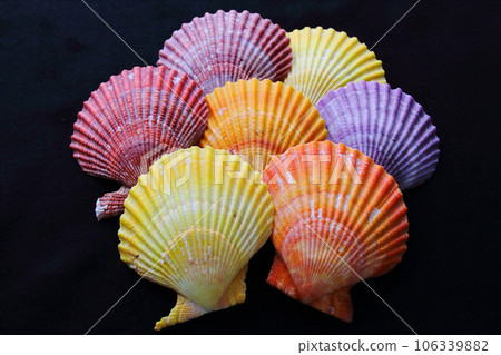 Assorted colors of leopard snail shells 106339882