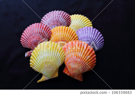 Assorted colors of leopard snail shells 106339883