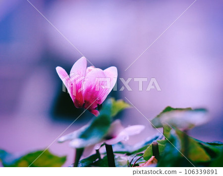 Pink garden cyclamen flowers wet in the rain Pink garden cyclamen flowers wet in the rain 106339891