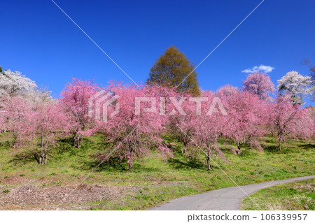 長野縣上民內郡小川村根山，立屋番所梯田上的櫻花 砧木上的垂枝櫻花在藍天的映襯下，粉紅色的江戶彼岸 106339957