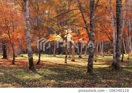 reflection of autumn leaves reflection of autumn leaves 106340128