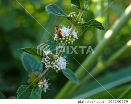 White flowers of Japanese mint that have begun to bloom after the fall White flowers of Japanese mint that have begun to bloom after the fall 106340379