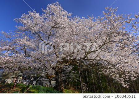 長野縣上南郡小川村大山 立屋番所櫻山 江戶彼岸老櫻花立屋的櫻花 長野縣上南郡小川村大山 立屋番所櫻山 江戶彼岸老櫻花立屋的櫻花 106340511