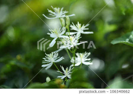 Senginsou (hermit grass) Senginsou (hermit grass) 106340662