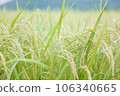 Golden rice ear 106340665
