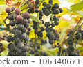 Pre-harvest grapes 106340671