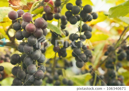 Pre-harvest grapes 106340671