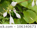 Sudaregiboushi that shines white 106340673