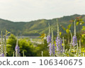Lavender blooming in the plateau 106340675