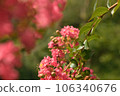 Red flower	 106340676