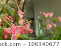 Cute pink flowers 106340677