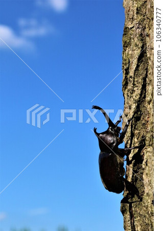 棲息在毛呂山町里山的犀牛甲蟲和藍天漂浮的白雲的生態照片 106340777