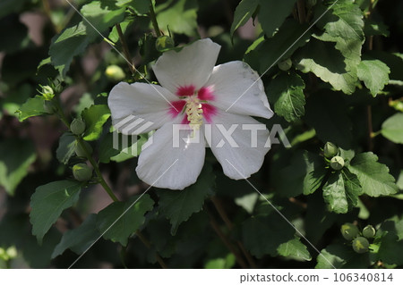 White-petaled sycamore flower with a red center blooming in a summer garden 106340814