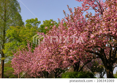 埼玉縣川越市川越水上公園 船池周圍盛開的重瓣櫻花樹 埼玉縣川越市川越水上公園 船池周圍盛開的重瓣櫻花樹 106341069