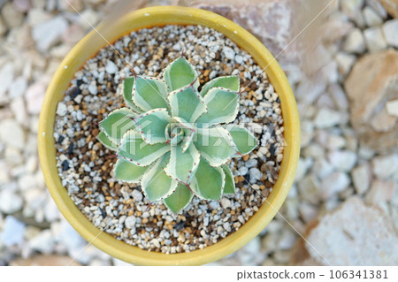 Agave Princess Raijin 106341381