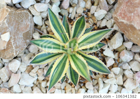 Agave Five Color Bandai 106341382