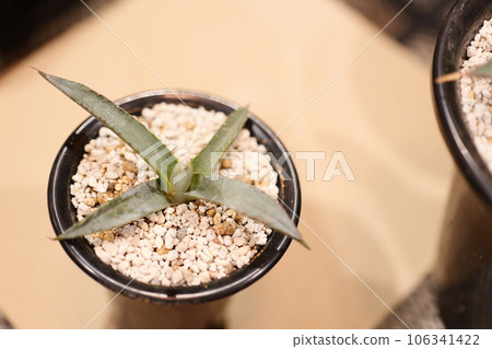 Agave offspring 106341422