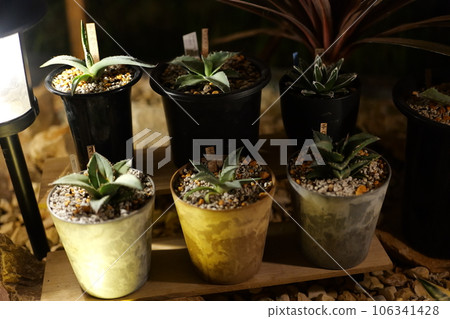 美國房屋乾燥花園 106341428