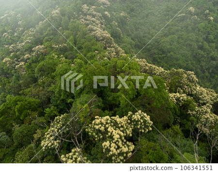 Aerial view of landscape in summer tropical forest Aerial view of landscape in summer tropical forest 106341551