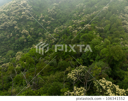 Aerial view of landscape in summer tropical forest Aerial view of landscape in summer tropical forest 106341552