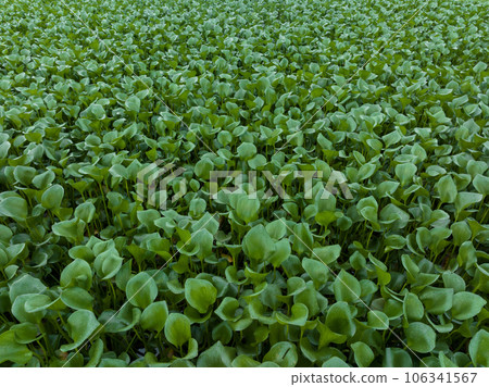 Green water hyacinth in pond 106341567