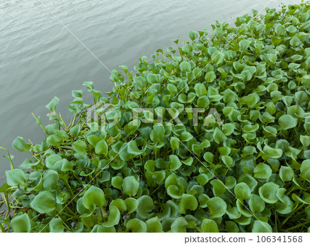 Green water hyacinth in pond Green water hyacinth in pond 106341568