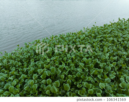 Green water hyacinth in pond 106341569
