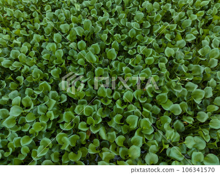 Green water hyacinth in pond Green water hyacinth in pond 106341570