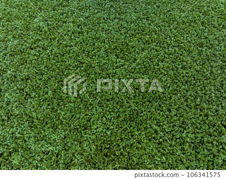 Green water hyacinth in pond 106341575