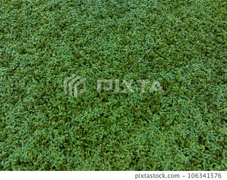 Green water hyacinth in pond Green water hyacinth in pond 106341576