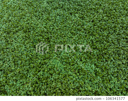 Green water hyacinth in pond Green water hyacinth in pond 106341577