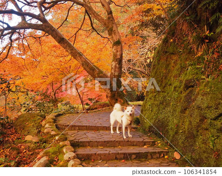 Autumn leaves and white dog in Kakusenkyo Autumn leaves and white dog in Kakusenkyo 106341854