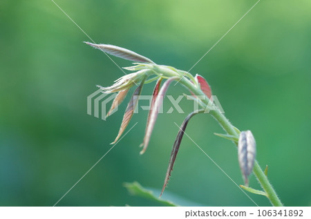 Arakashi的年輕葉子 106341892