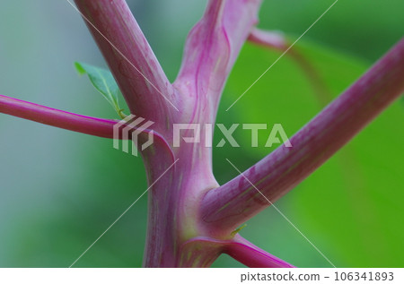 商陸莖 商陸莖 106341893