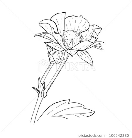Vector outline of strawberry flowers and leaves. Hand drawn sketch of flowering strawberry plant. Vector floral elementsVector outline of strawberry flowers and leaves. Hand drawn sketch of flowering Vector outline of strawberry flowers and leaves. Hand drawn sketch of flowering strawberry plant. Vector floral elementsVector outline of strawberry flowers and leaves. Hand drawn sketch of flowering 106342280