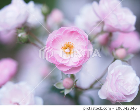 Cute pink roses 106342340