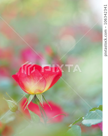 玫瑰花園裡盛開的紅玫瑰 106342341